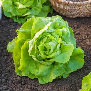 Laitue Pommée Appia